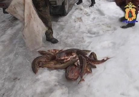 Под Рязанью поймали рыбака-браконьера | ya62.ru