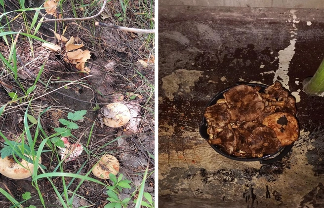 На фото слева — червивые грибы, которые собрали перед Марьяновкой | Источник: Денис Стрекаль, Алексей Субботин / «Грибы. Грибники Омска и Омской области» / vk.com