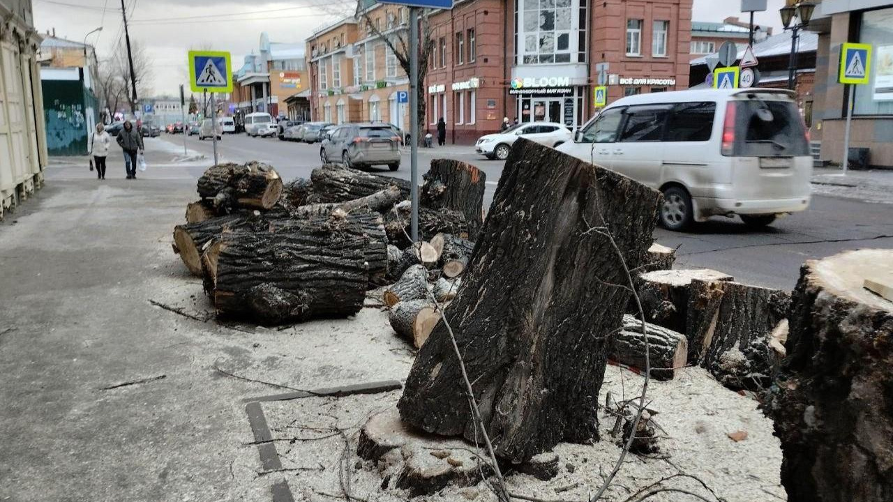 Чтобы ни на кого не упали. В мэрии Иркутска рассказали, на каких улицах города спилят старые тополя