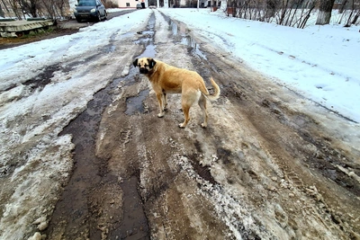 Лужи как искусство: весенние отражения Волгограда