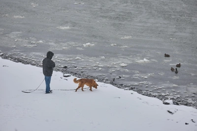 Snow Traps: How Street Food Scraps Endanger Animals, Vet Explains