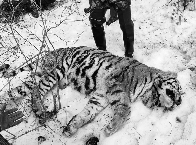Хищника искали почти месяц | Источник: национальный парк «Удэгейская легенда»