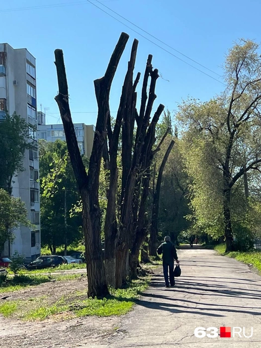 Выживут ли такие деревья? | Источник: читатель 63.RU 