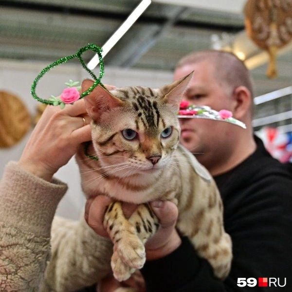 Примерка костюма для конкурса  | Источник: Василина Любимова / 59.RU 