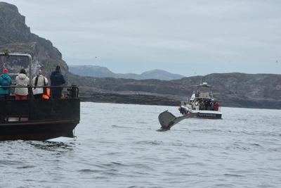Китов защитят от туристов в Мурманской области
