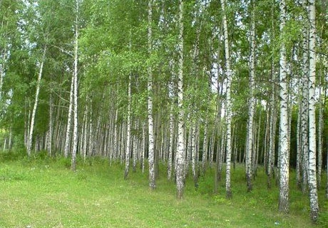 В Рязани потеплеет до +20 °С | ya62.ru