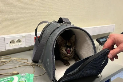 В Сочи задержали женщину за попытку вывоза сервала