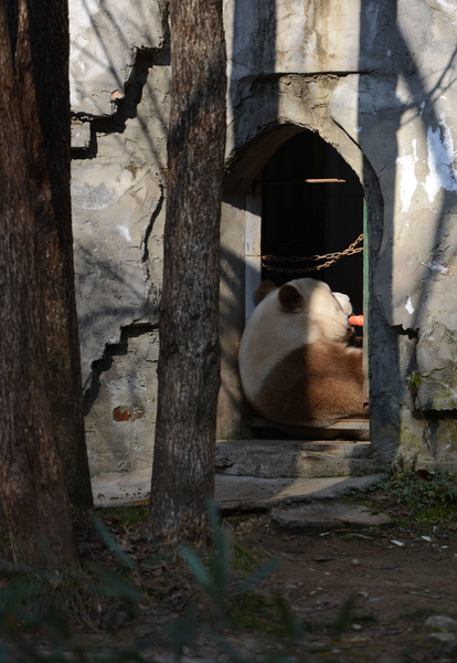 7 фото единственной коричневой панды в неволе. И краткое научное объяснение феномена