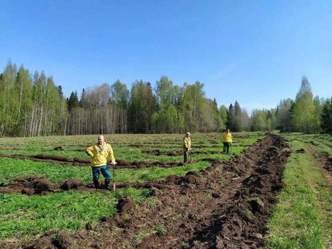 В акции участвовали сотрудники Минприроды, лесничеств, прокуратуры, музея и волонтеры | Источник: Минприроды