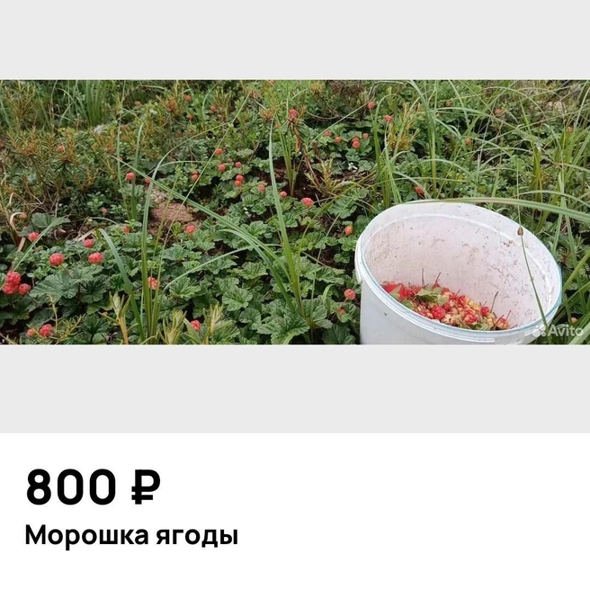 Цены на морошку удивляют | Источник: Avito.ru