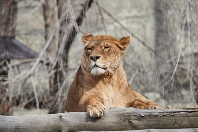 How a Journalist Searched for a 'Moaning Lion' and Found It