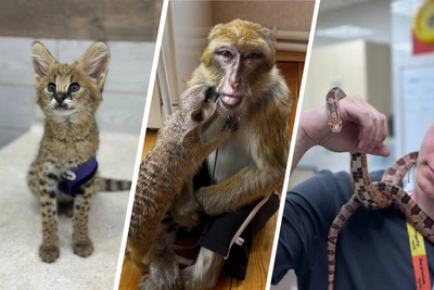 Каких необычных животных лечат новосибирские ветеринары