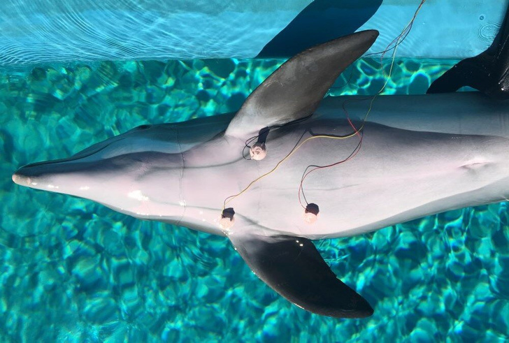 Дельфины умеют контролировать свое сердцебиение