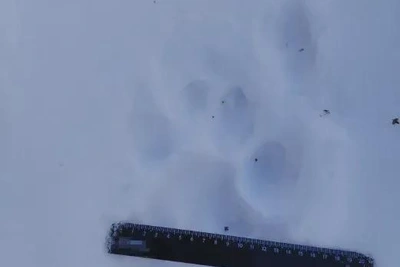 В Приамурье тигр три года соседствует с людьми