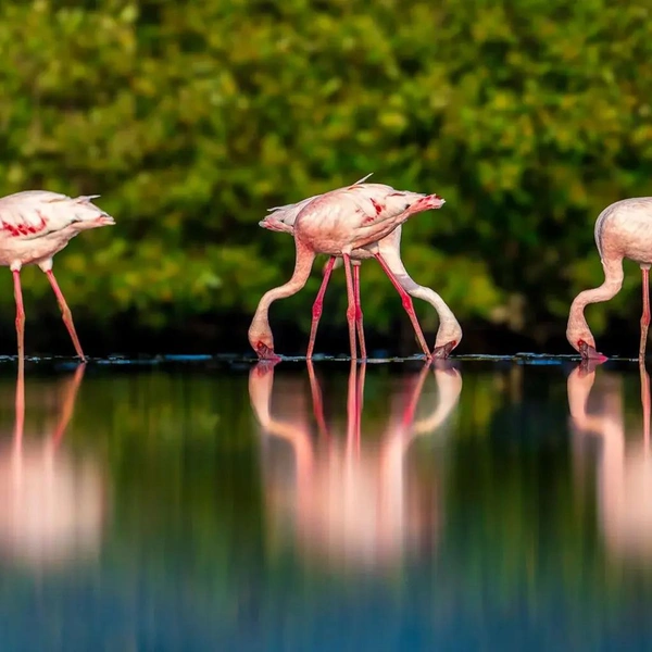 Призер в номинации «Дикая природа: птицы» | Источник: Ibrahim Alshwamin / Mangrove Photography Awards 2025