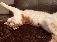 Петицию против проводницы, выбросившей кота из поезда, подписали более 160 тысяч россиян