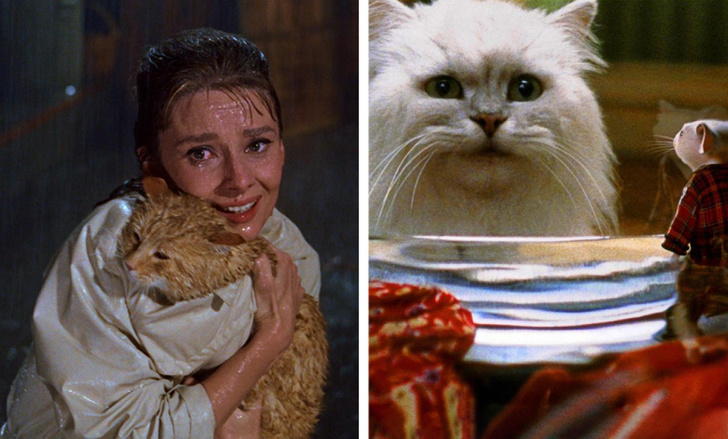 Они стали настоящими звездами: 5 крутых котиков, которые снимались в кино