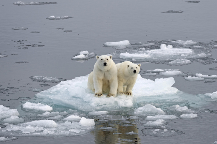 Другой планеты нет: 5 важных книг об изменении климата