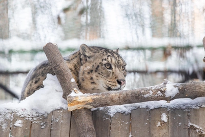 Редкий снежный барс попал на видео в Алтайских горах