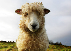 Стелла Маккартни создала сумку в честь любимых овец