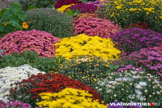 Источник: Елена Буйвол / VLADIVOSTOK1.RU