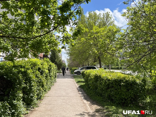 Столько зелени в Уфе нет | Источник: Андрей Бирюков / UFA1.RU