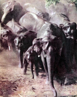 Уступи слонам дорогу