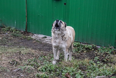 20 собак семь лет кошмарят нижегородское село