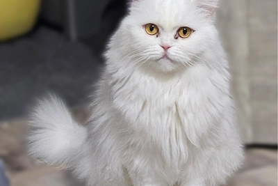 В Заполярье ищут дом для кошки с тяжелой судьбой