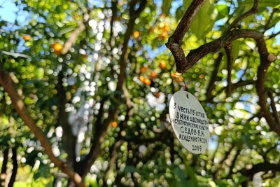 В Сочи начался капремонт сада-музея «Дерево дружбы»