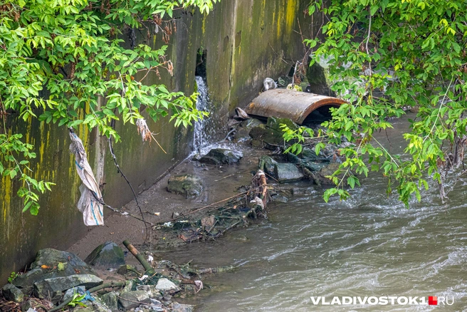 Источник: Елена Буйвол / VLADIVOSTOK1.RU