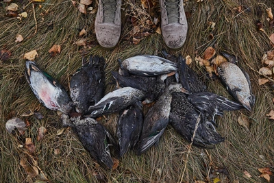 В Кузбассе выявлен очередной случай бешенства