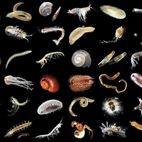 Глубоководная добыча угрожает жизни океана: крупнейшее исследование показало потерю трети донных животных