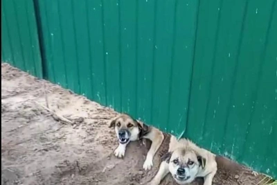 Impersonator Threatens Voronezh Man Over Stray Dog Complaints