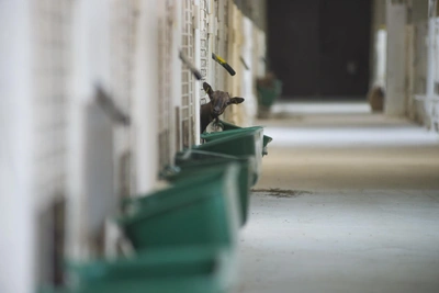 В Томской области выявлен новый очаг бешенства