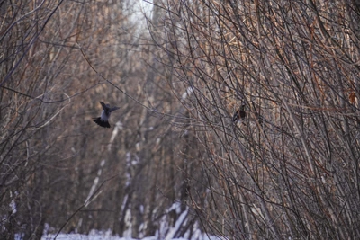 Former Omsk Minister Sues Over Lands at SibNIIKh