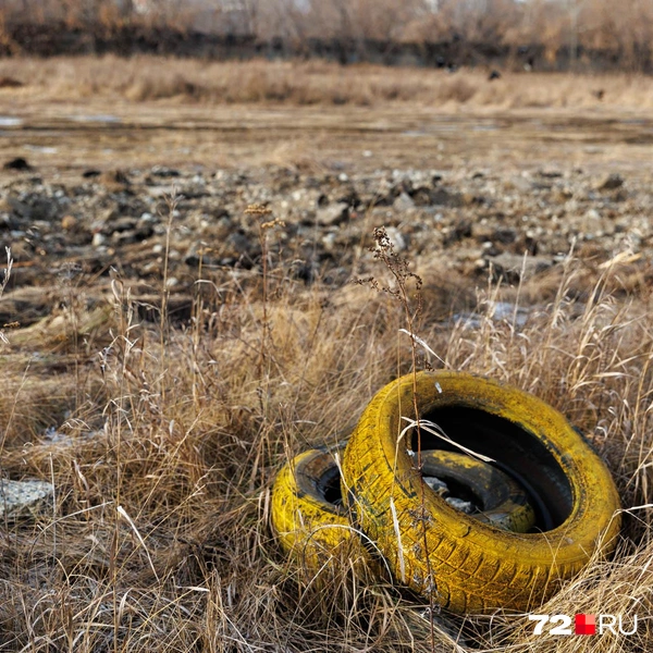 Источник: Ирина Шарова / 72.RU