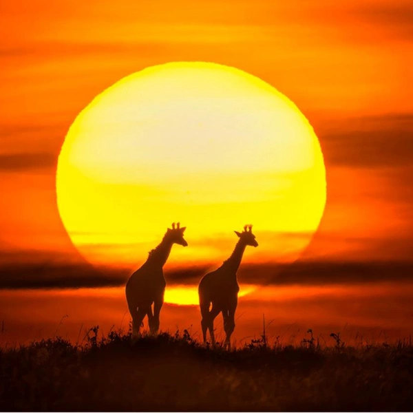 Финалист в номинации «Природа» | Источник: Xuejun Long / 1839 Awards Photographer of the Year 2025