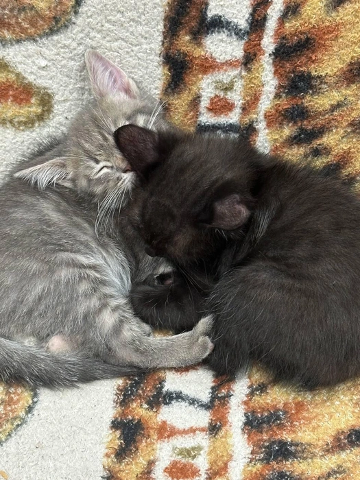 Провести время с единоМЫШленником (или единоКОШленником?) всегда приятно | Источник: читатель 63.RU