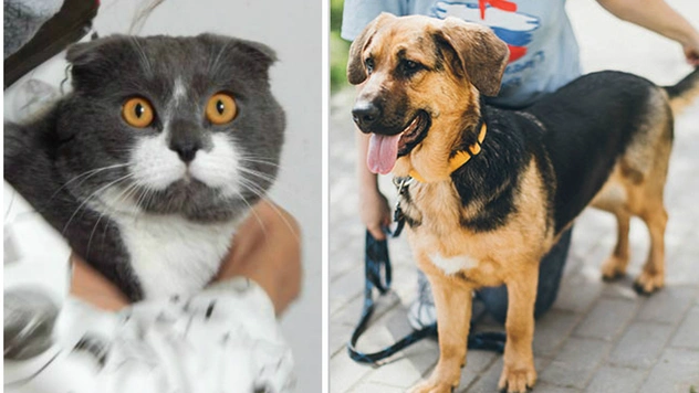 Котопёс недели: кот Зорро и собака Адель