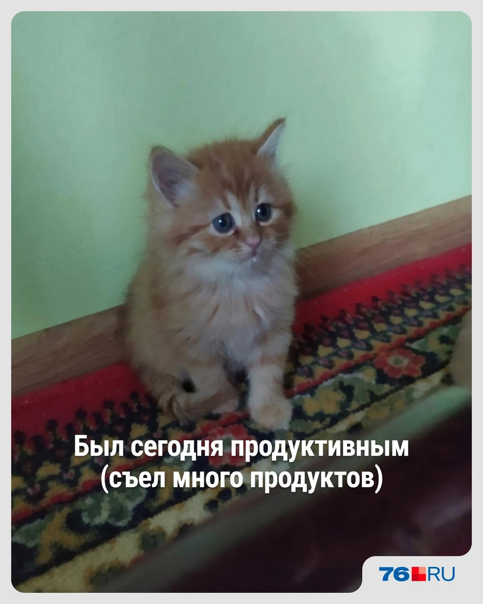 Ноль процентов осуждения | Источник: Городские медиа