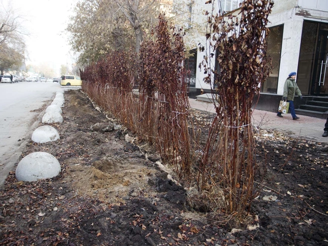 Кустарники расположили в ряд вблизи от проезжей части. Между ними и дорогой разместили бетонные полусферы. | Источник: Андрей Бортко (NGS.RU)