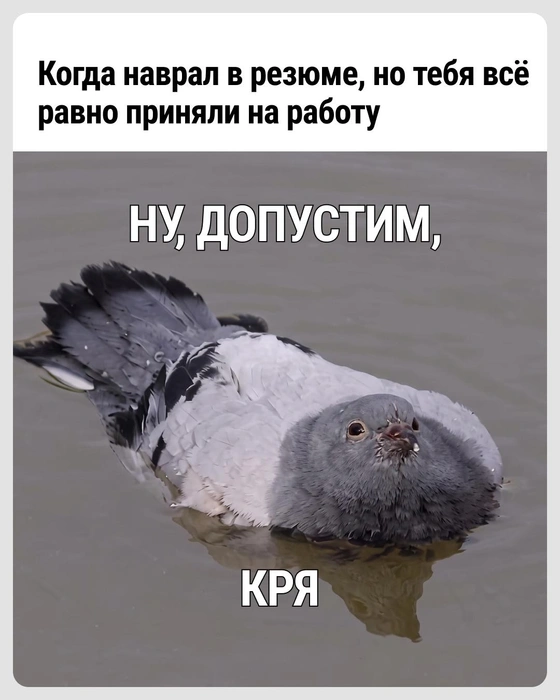 Откуда в подборке мемов про голубей взялась утка? | Источник: Городские медиа