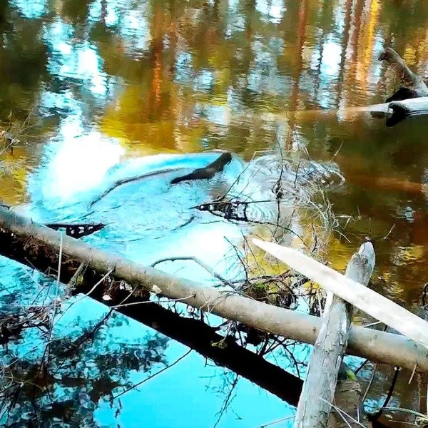 Источник: Нижне-Свирский заповедник