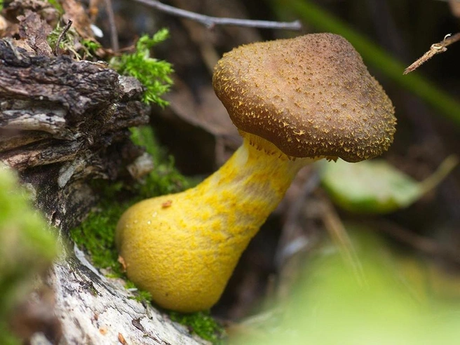 По внешнему виду гриба сразу понятно, почему его так назвали | Источник: Mycology.su