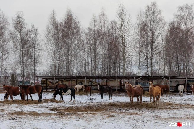 Всего около 80 штук | Источник: Ирина Шарова / 72.RU
