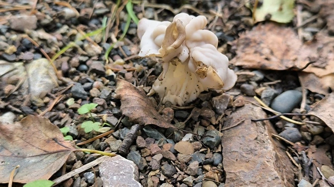 Первый гриб | Источник: Дарья Черкасская 