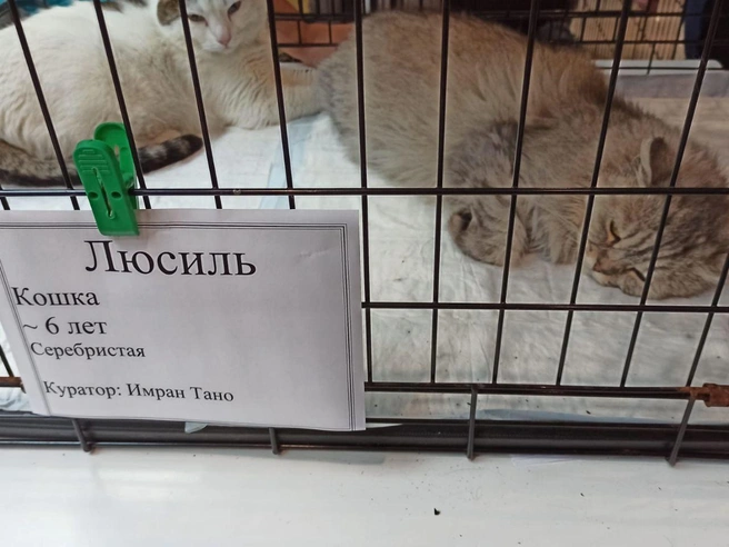 Кошки Шпуля и Люсиль