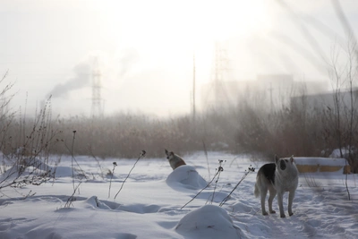 В Самарской области собаки напали на ребенка