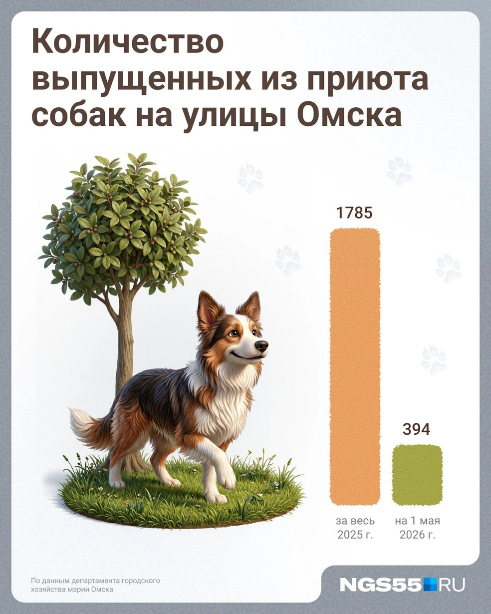 Собак выпускают из приюта  | Источник: Евгений Бикунова / Городские медиа 